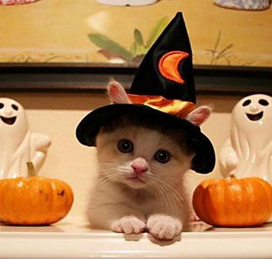 Halloween-Cat  Easyday (2858)