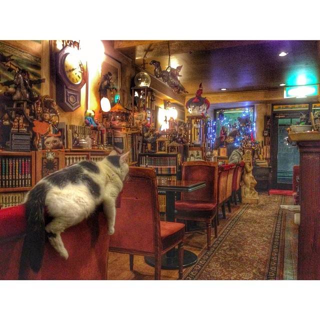 【フォトジェニック】看板猫のいるカフェ巡り「カフェ・アルル」