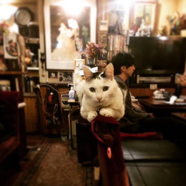 【フォトジェニック】看板猫のいるカフェ巡り「カフェ・アルル」