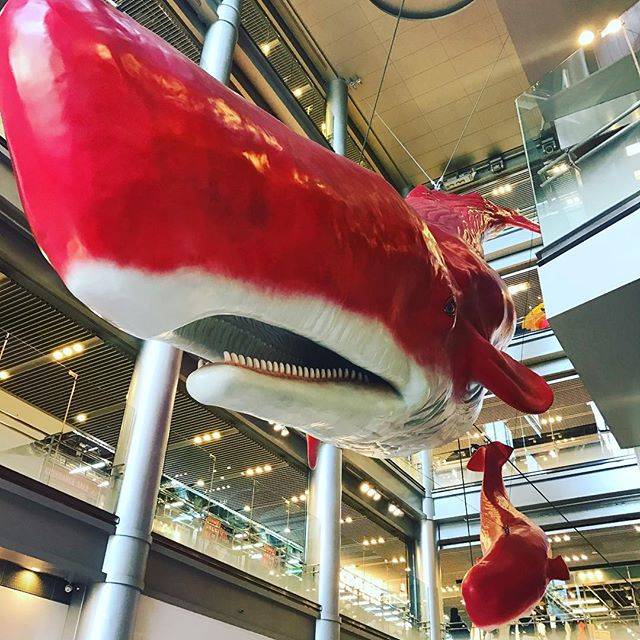 らぶ✩︎⡱ on Instagram: “✩ 大阪の思ひ出🙄 せっかくだから載せる( ¨̮ ) : 赤いサメ！凛ちゃん！！！！！ と思ったんだけど よく見るとクジラだった(๑>؂•̀๑) : 今度は迷子中に発見した スケートリンクに行きたいです☃ ✩✩ #hepfive #ヘップファイブ #梅田 #赤いクジラ #🐳…” (51368)