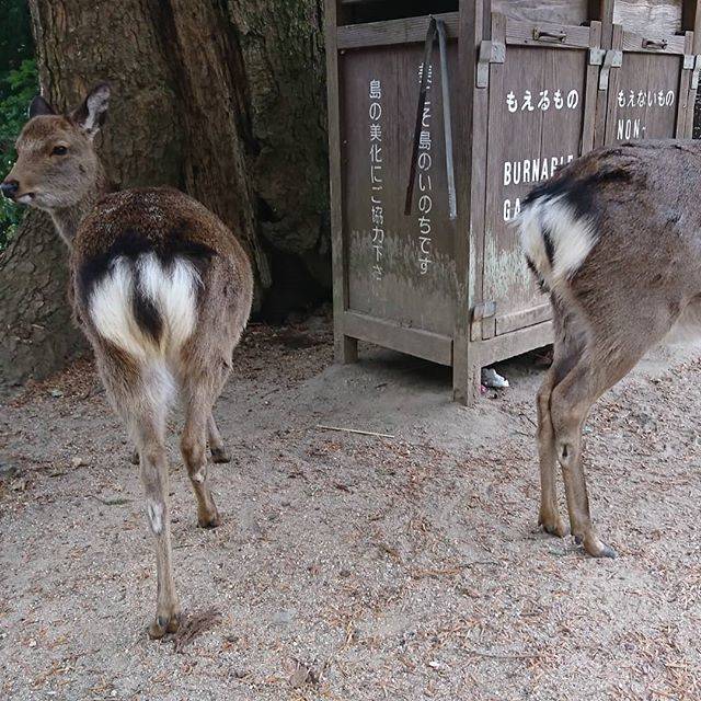 厳島神社周辺には鹿さんも❤