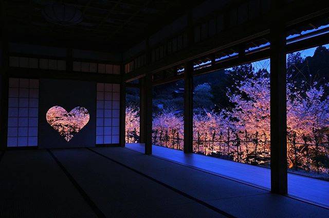 @shoujuin on Instagram: “桜のライトアップの日程につきましては、3月19日に正式発表致します。3月20日からご予約受付開始致します。詳しくは当院ホームページに掲載しております。#正寿院 #京都 #kyoto #桜 #春 #花” (55405)