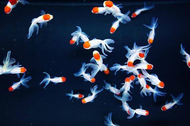 Fumitaka Yokoyama on Instagram: “東京・すみだ水族館③ 「江戸リウム」 和をテーマにした日本最大級の金魚展示ゾーン。写真に撮ると、日本画のような美を感じます。 ・・・ 「EDORIUM」 The biggest japanese style themed exhibition zone of goldfish…” (55686)