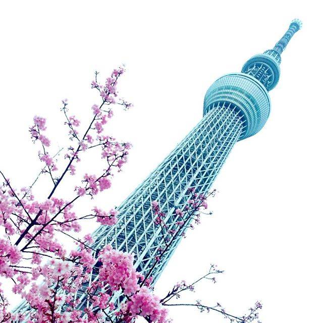 Keiko on Instagram: “Now, I am in Tokyo. I will go back Osaka soon. 今、東京にいます。でもすぐに大阪に帰る予定。 #tokyo #tokyoskytree #cherryblossoms #japan #phos_japan #skytree…” (55701)