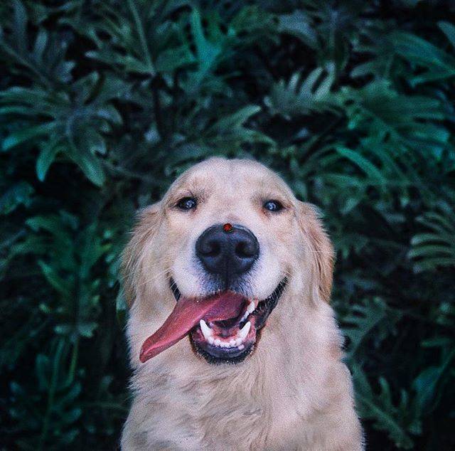 Instagram on Instagram: “Photo illustration by @karencantuq After a few weeks of sickness, Lily the golden retriever is finally back to her usual antics. “When we…” (57653)