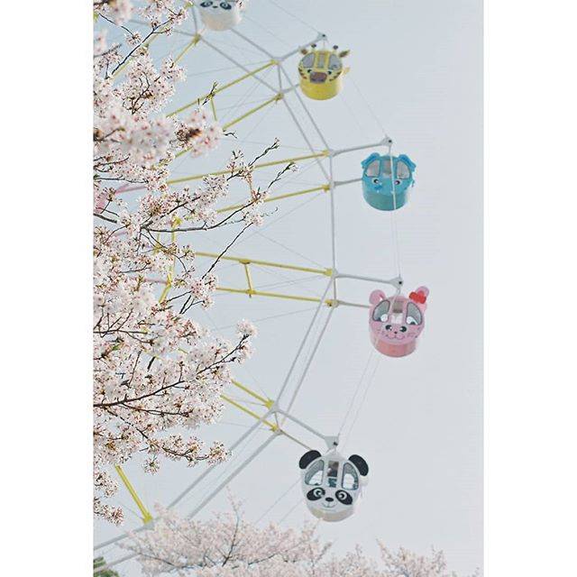 Tomo とも       Osaka,Japan on Instagram: “ここの桜が好きで毎年撮りに行ってる🐼🐰🐘（´-`）.｡oOそして今年もキリンの絵文字がない” (58034)
