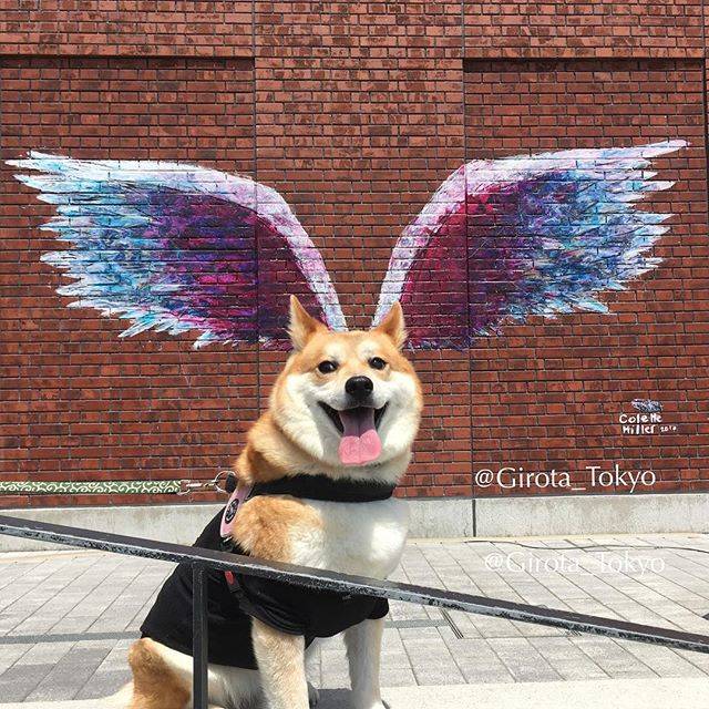 Girota 次郎太/Tokyo🍣 on Instagram: “Yippee!! It's finally Fly-yay! Time for a weekend everypawdy! 💜💙💚💛❤️💜💙💚💛❤️💜💙💚💛❤️💜💙💚💛❤️💜💙❤️💜💙💛❤️💜💙💛 - Global angel wings project created…” (59185)