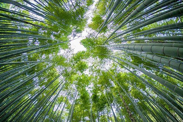 NKDL 〈 ＋Photograph 〉 on Instagram: “暑い。。。 #bambooforest #green #kamakura #houkokuji  #landscape #nature #Japan #ancientcity #Traditionalgate #temple  #photo #wabisabi…” (59338)