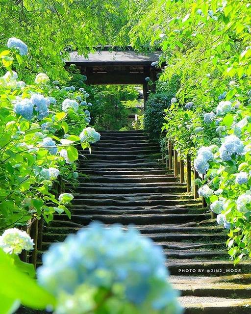 Japanese Gardens 日本庭園 on Instagram: “📍Meigetsu-in, Kamakura, Japan 🇯🇵 . ◾◾◾◾◾◾◾◾◾◾◾◾◾◾◾◾◾ Photo Credit 👏👏👏 @jin2_mode ◾◾◾◾◾◾◾◾◾◾◾◾◾◾◾◾◾ . ◾◾◾◾◾◾◾◾◾◾◾◾◾◾◾◾◾ Congratulations! ✨…” (59359)