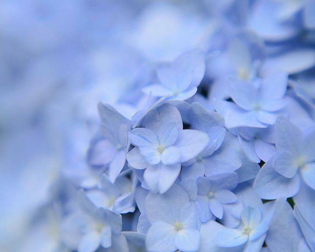なごみ on Instagram: “「明月院 Blue」 . 鎌倉からちらちらと紫陽花の便りが聞こえてまいりました。北鎌倉の明月院でも咲き始めたということで、ピークとなる前に先ほど出かけてまいりました。 まだ数株咲き始めている程度ですが、紫陽花の季節がやってきたことを思わせてくれます。…” (59361)