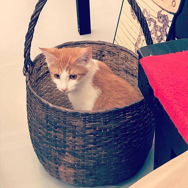 イオかと聞かれればイオ？ on Instagram: “昨日猫見に行ったよ。#江戸ねこ茶屋” (64777)