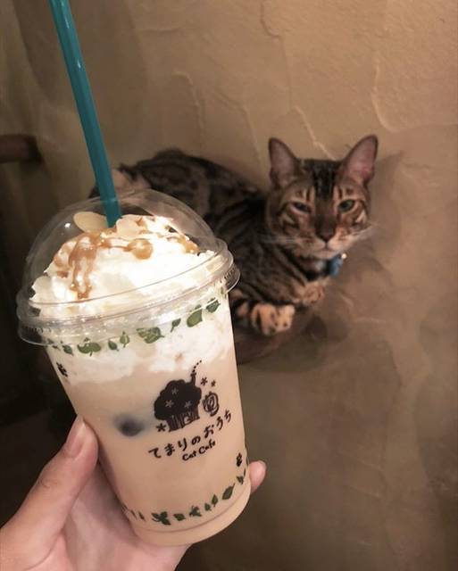 미쿠 ( miku ) on Instagram: “猫×カフェ最強説🐱☕️ . . . 猫アレルギーだけどちゃんと薬飲んでから行った🔥 猫カフェってカフェのタグ使っていいのかな。 #instagood #instalike #l4l #cafe #cat #photooftheday #jk #catcafe #てまりのおうち…” (64872)