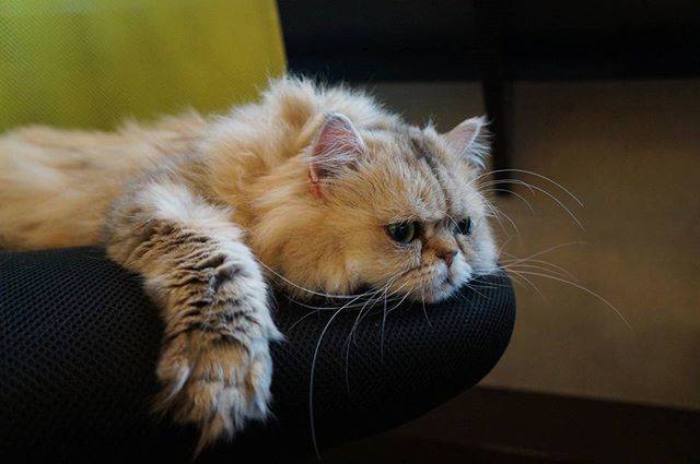 @sor_1982 on Instagram: “* 猫カフェで癒されたい欲がついに夢にまで出てきてしまったので。 * 思い切って普段滅多に行かない池袋の猫カフェへ初めて行って来ました。 * しばらく猫やらなんやら続きますよ。 * * #猫カフェ #猫の居る休憩所299 #池袋 #猫 #ネコ #ねこ部 #にゃんこ…” (64880)