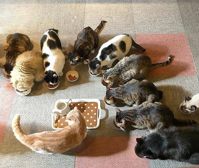 @kyoko_555 on Instagram: “#catcafe #breakfast #朝ごはん #ねこ部 #猫 #cat #igcat #instacat #ilovecats #catofinstagram #catsofinstagram #catsofinsta #catsofgram #catsofig…” (64881)