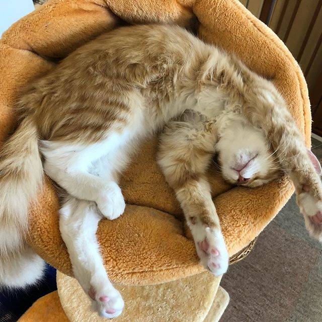 山本大輔 on Instagram: “熟睡。。#猫” (64891)