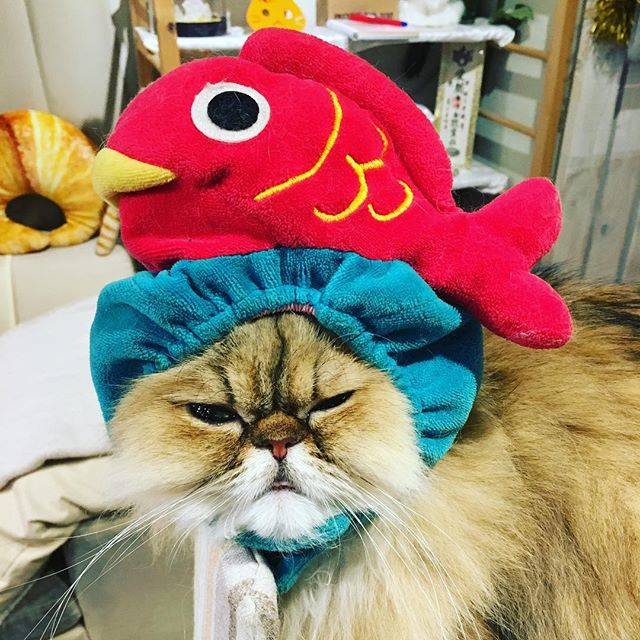 Keith in Leith on Instagram: “Loving life #cat #catcafe #catcafejapan #catcafetokyo #tokyo #japan #cats #catsofinstagram #lovinglife #shimokitozawa #caterium…” (64892)