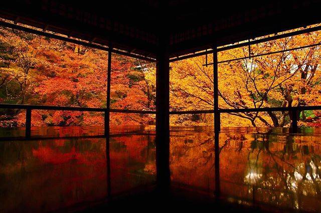 HRphoto on Instagram: “お気に入りの一枚。2017年に撮った秋の瑠璃光院。今年はもっと綺麗に撮りたい。#写真 #写真好きな人と繋がりたい #写真撮ってる人と繋がりたい #カメラ #カメラ好きな人と繋がりたい #カメラ好き #瑠璃光院 #瑠璃光院秋の特別拝観 #紅葉 #京都” (66430)