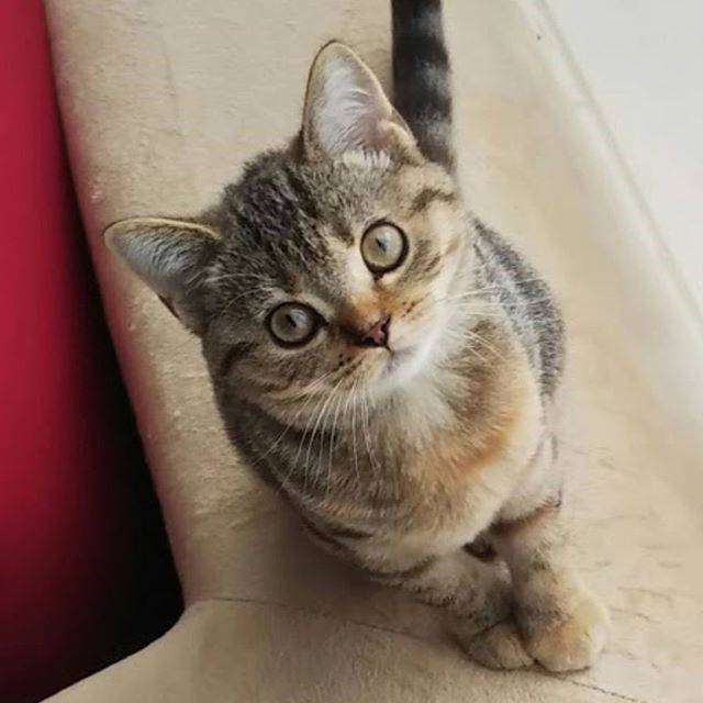 フェリシモ猫部 on Instagram: “安心して暮らせる日々がずっと続きますように。  前脚を揃えてお出迎え(● ˃̶͈̀ロ˂̶͈́)੭ꠥ⁾⁾ #キュンとしたできごと #フェリシモ猫部 #猫部 #ねこ部 #ネコ部 #ねこぶ #nekobu #猫 #ねこ #ネコ #neko #cat…” (72644)