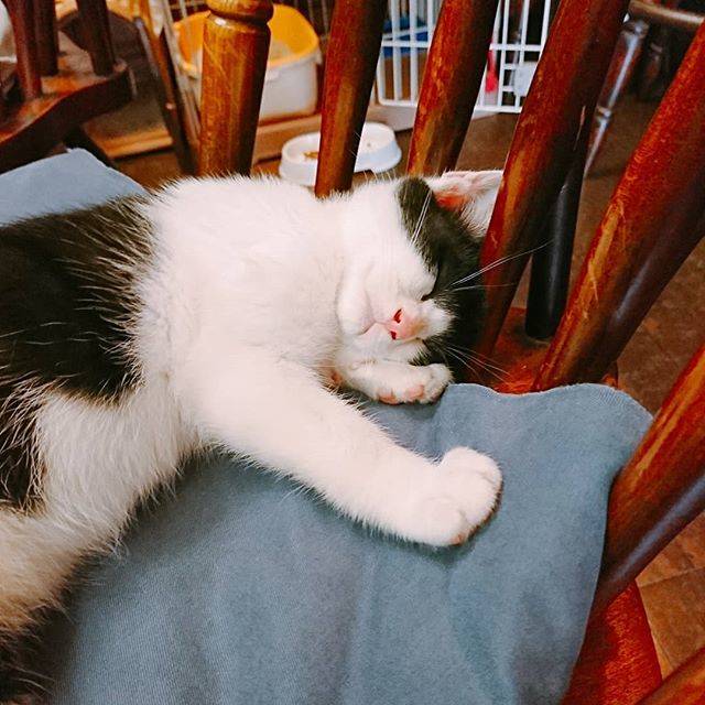 尾崎圭志 on Instagram: “今日いった神社の近くにある喫茶店、｢ポロン亭｣にいたにゃんこ。好奇心旺盛でやんちゃな子でしたが、僕が撫でてたら寝ちゃいました。#子猫 #にゃんこ #ポロン亭” (73161)