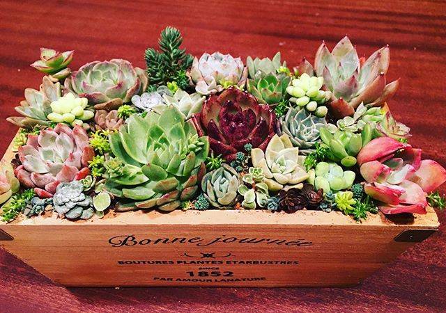 @chiko513 on Instagram: “寄せ植えって、楽しい😄💕 インスタで素敵な寄せ植えをたくさん見て、ため息ついてます。  私も素敵な寄せ植えができるようになりたい‼😆💕 前回投稿した、夜なべして作った寄せ植えが完成した時、食卓で撮影したものです😊…” (74027)