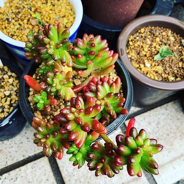 @kusakarichan2 on Instagram: “セダム「虹の玉」 冬でも戸外で とても元気 #多肉植物 #多肉女子 #多肉ちゃん #多肉植物のある暮らし  #緑のある暮らし  #サボテン #ハオルチア #園芸 #セダム #エケベリア #succulents  #cactus  #haworthia  #green…” (74029)