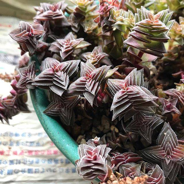 @hitorururu on Instagram: “何だかワインカラーになっていい感じ！ . 近くにあったアガパンサスの鉢にも生えてたけどどれが種だったのかいつ飛んだのか謎である…… . #茜の塔 #クラッスラ #花は臭い  #植物と暮らす #グリーンライフ #ベランダガーデン #観葉植物 #多肉植物 #サボテン #cactus…” (74051)