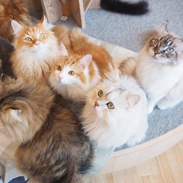 猫カフェMOCHA on Instagram: “何が始まるの❓❓ #猫カフェmocha #猫カフェモカ #猫カフェモカラウンジ #catcafe #cat #mocha #可愛い #kitty #猫 #ネコ #イオン #レイクタウンmori #レイクタウン #集合” (77429)