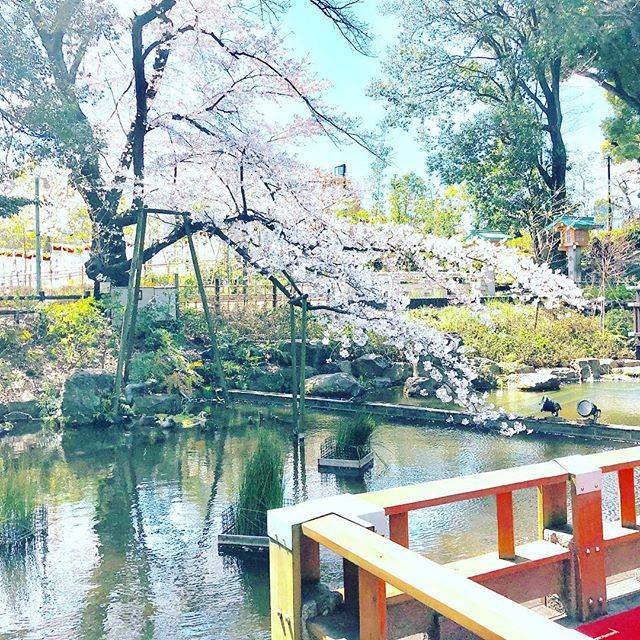 千穂 CHIHO on Instagram: “・ 街中の桜が話しかけてくるので、うかれてます♪  今朝から、通りすがりの外国人観光客カップルの欧州6組・アジア2組のSAKURA背景写真をお撮りして(← 良い人！笑) 🌸 なぜか、お高そうな大きなKOI(鯉)がこわいぐらいに私に寄り、モテてます＾＾…” (79686)