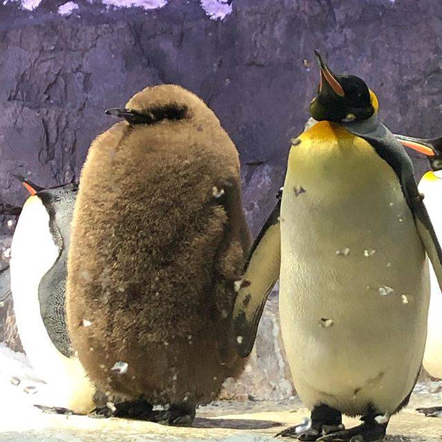 ひろっち on Instagram: “オウサマペンギンの赤ちゃん（左）飼育員さん達は「ぼた餅」と呼んでいるそうな。バックヤードに、「おはぎ」も居るんだって…#海遊館#オウサマペンギン#ぼた餅” (79961)