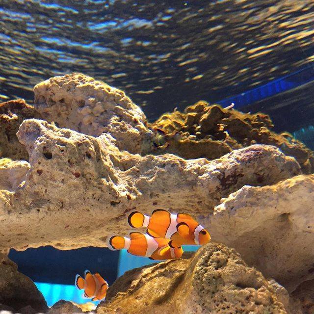 生きているミュージアム　NIFREL（ニフレル）公式 on Instagram: “オレンジ色のなかまたち(๑˃̵ᴗ˂̵)🍊 🍊🍊 #オレンジデー #大切な人へ #カクレクマノミ #crownfish #nifrel” (80011)