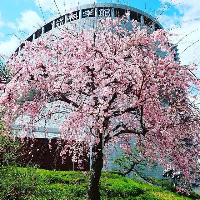 Shinichi Nagao on Instagram: “さくら#さくら #桜 #大阪市立科学館 #国立国際美術館 #大阪” (80043)