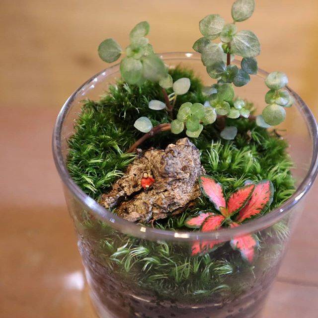 moss+PlantsStore on Instagram: “コケリウム🌱 ・ 大阪は今日、明日ともに 30℃を越えるみたいです💦 熱中症対策をしっかりして お出かけ下さいね☺！ ・ ・ ・ #苔 #moss #苔リウム #コケリウム #苔テラリウム #コケテラリウム #テラリウム #terrarium #パルダリウム…” (82762)
