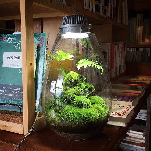 Mosslight-LED on Instagram: “#mosslight#モスライト#苔#コケ#mossy#mossa#moss#terrarium…” (82764)