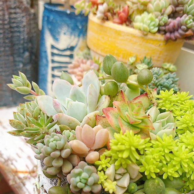 @swallowtail.works on Instagram: “. . ミドリーン それもまた ヨシ！！ . . ６月も みんな仲良くしてね 梅雨来るね！ サッと終わって くれるとありがたいな (๑¯ω¯๑) . . . #succulent #succulents #succulentlove#plant #plants  #green…” (83591)